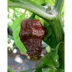 BLACK NAGA (India-Bangladesh) 10 SEMI peperoncino chocolate variante del Naga Morich