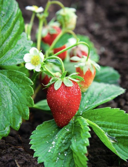 S Sikder Live Fruit Plant Red Strawberry Red Bush Roof Top Suitable Exotic Rare Plants Garden Plant (B0CLYHKXMM) Amazon Price History, Amazon Price Tracker