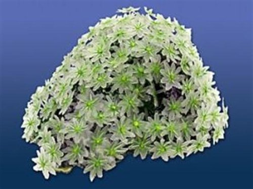 Nature's Image Replica Coral, Clove Polyp Green (Clavularia) 6x5x3.5 Inch. -NI-119A