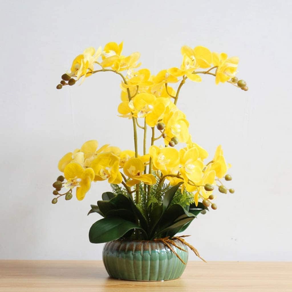 日本春蘭】幽谷殿(縞花・縞柄斑) 2025年最新】Yahoo!オークション