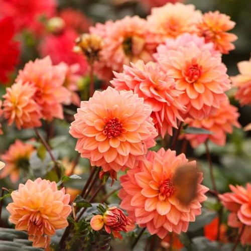 bulbos de dalia resistentes bonsái jardín bulbos de dalia temprana resistentes - raras - 10pcs