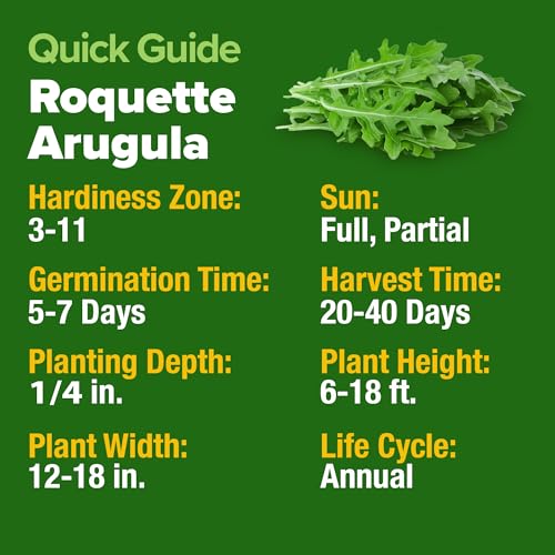 Image of HOME GROWN Arugula Roquette Seeds 4350+ Bulk Pack Heirloom Non-GMO, High Germination, Peppery Salad Greens, Indoor Outdoor Hydroponic Garden, Microgreens, Year-Round Harvest (Eruca vesicaria)