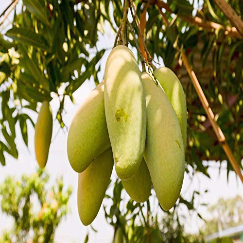 Mphmi Thailand Mango Tree plant Nam-Dok-Mai Si Mueng 18 inchTall Thai Purple Mango Juicy Fruit (B08T5RLYCV) Amazon Price History, Amazon Price Tracker