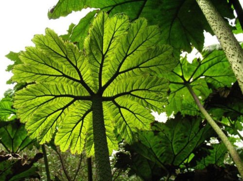 peltata gunnera | Rabarbaro Gigante | 10_Seeds
