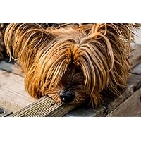 Pittura diamante 5D fai da te Yorkshire Terrier Trapano