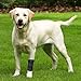 GenetGo Dog Canine Front Leg Brace Paw Compression Sleeve Joint Wraps - Protects Wounds Stop Licking & Prevents Injuries, Sprains Helps with Loss of Stability from Arthritis - Large