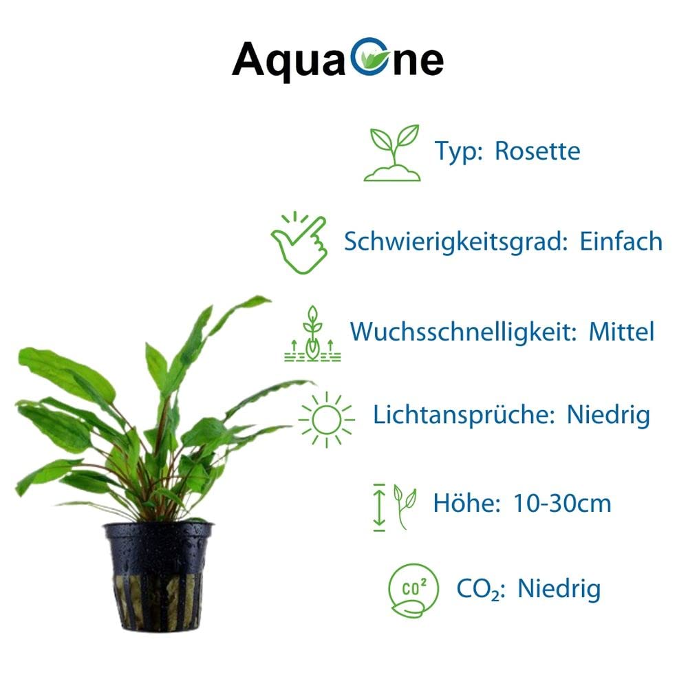 AquaOne Plantas de Acuario I 5X Plantas Acuáticas I Diskus Plantas de Acuario I Anubias Microsorum Echinodorus Cryptocoryne I Juego de Piscina de Disco