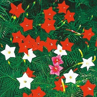 Amazon サイプレスバイン 種 るこう草 小袋 サイプレスバインの種 花