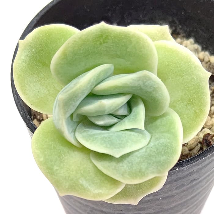 Amazon｜多肉植物 ラブリーローズ エケベリア属 カット小苗 観葉植物