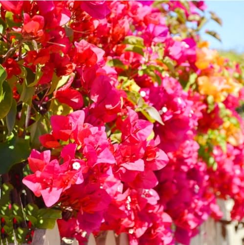 200 Red Bougainvillea Seeds Perennial Ornamental Low Maintenance Fast-Growing Drought Tolerant New Fresh.