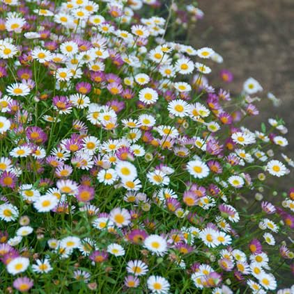 ERIGERON KARVINSKIANUS 'Stallone' | 6 Large Plug Plants 3.5CM Perennial Mexican FLEEBANE