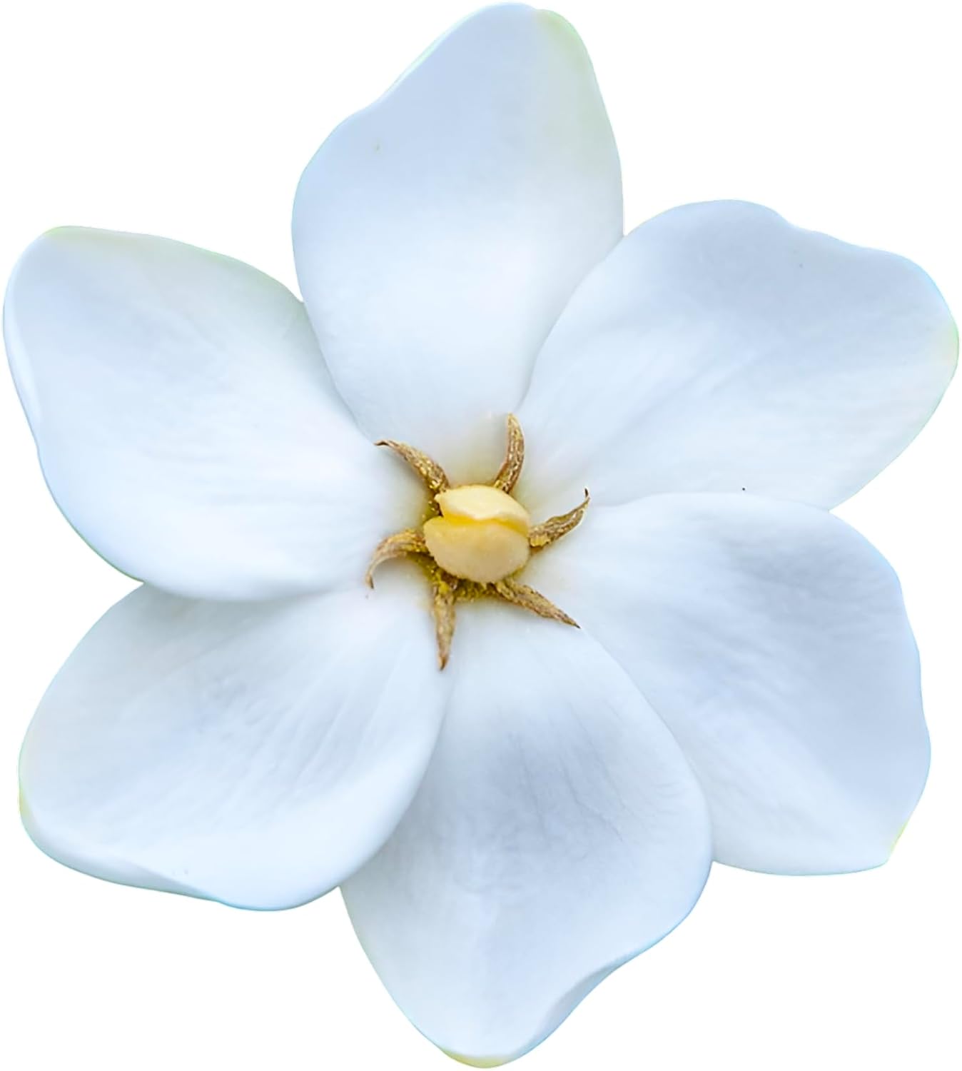 Grif's Select Hardy Gardenia, White Flowering Plant, Evergreen Shrub for Garden and Patio (3 Gallon/Potted/Set of 2 Plants)