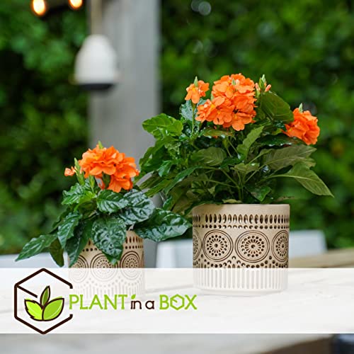 Plant in a Box - Crossandra Fortuna - Set van 2 - Bloeiende kamerplanten - Mooie heldere bloemen - Pot 13cm - Hoogte 20-30cm - Afbeelding 6