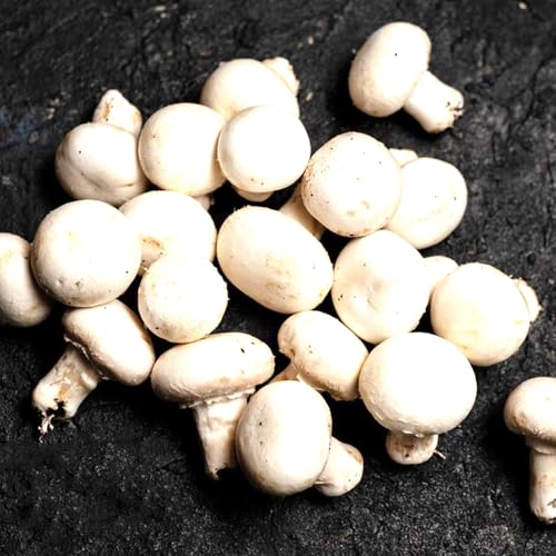 semillas de hongos - hortalizas macetas oficina Hierbas de cocina, planta ajedrea plantas vegetales hierbas maceta de bonsái con hierbas 200pcs