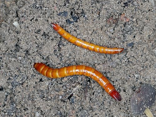 Dragonfli Wireworm Killer Nematodes - Kill Wireworms & Protect Turf Naturally (Treats 20sqm)