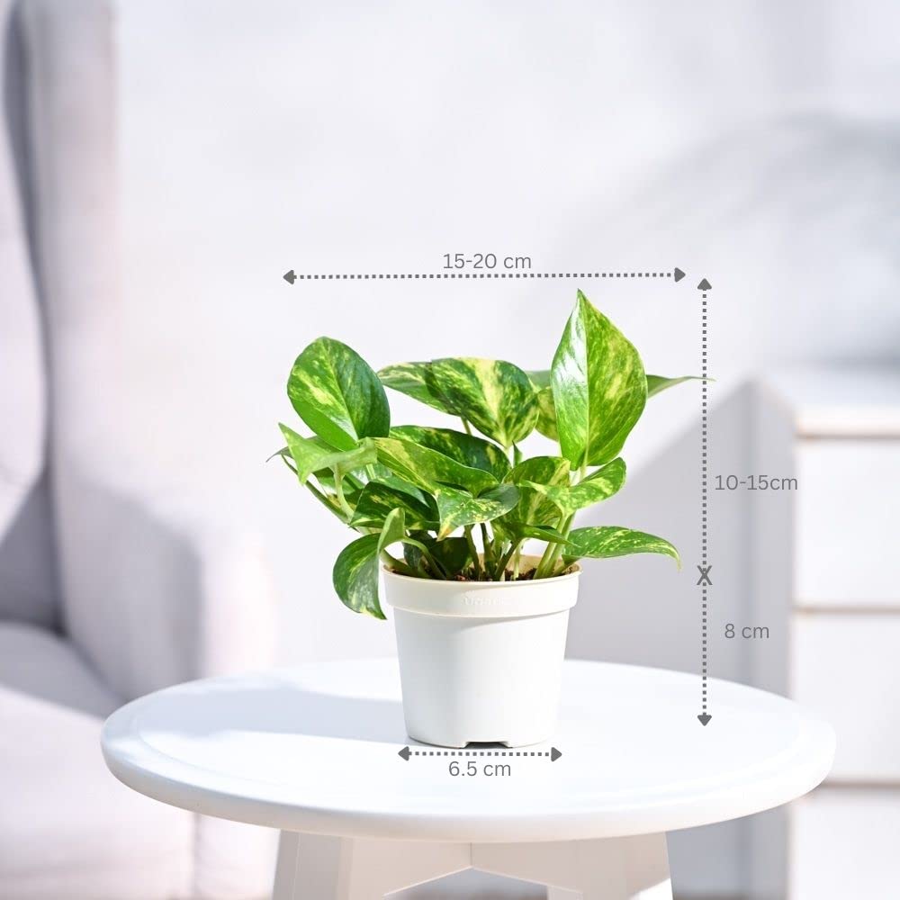 UGAOO Combo of 2 Indoor Plants for Home Decor with Grow Pot - Money Plant Variegated, Jade Plant 2