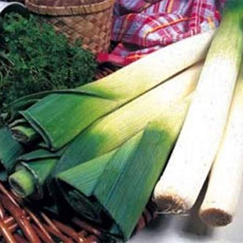 Leek Musselburgh Seeds - Garden Vegetable - 300 Seeds