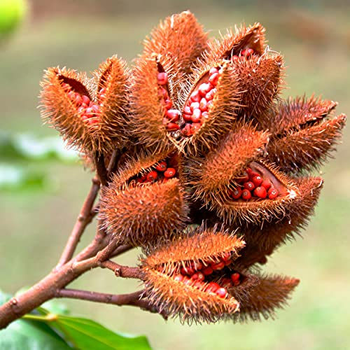 Cardiovascular Research 120 Softgels 125 Mg Vitamin E Annatto Tocotrienols Pure Deltagold, 90% Delta And 10% Gamma, 2 Bottles 60 Soft Gels Each (Annatoc) #TOP2