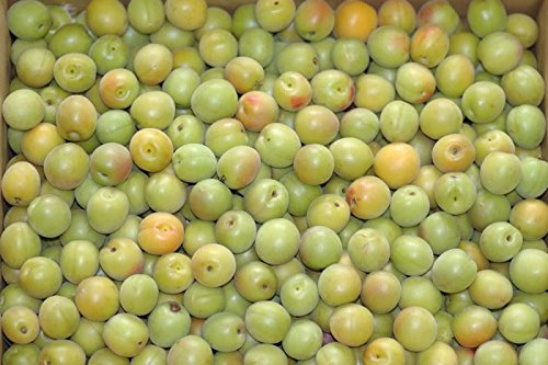 Amazon.co.jp: 有機JAS 和歌山 小梅 生梅 青梅 梅干し用 4kg L〜2L