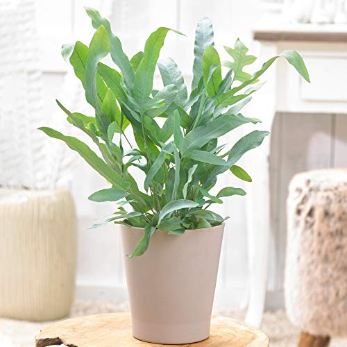 Phlebodium Blue Star de Qualité Supérieur - Polypode Doré | Fougère pour la Maison ou le Bureau