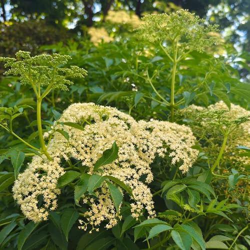 sambuco semi estate semi perenni selvaggio espaldera perenni resistente decorazione 200pcs