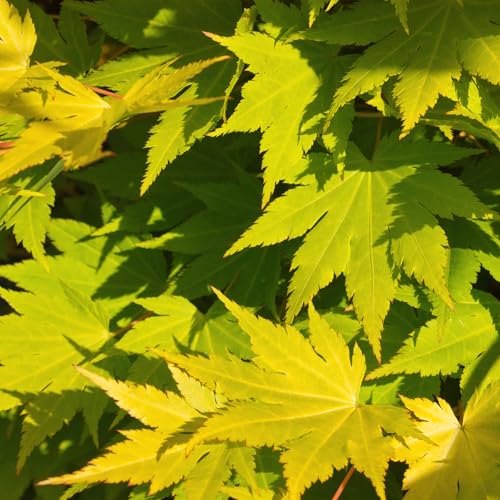 GreenboutiQ - Plante de terrasse - Érable du Japon - Acer palmatum Jordan - Jaune - 1 Plante - Feuillage caduc - Pot 19cm Hauteur 70cm