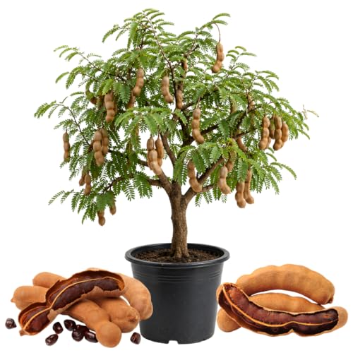 Live Tamarind Tree, Sour Tamarind Fruit Tree, 2–3 Feet Tall in 3 Gallon Pot, Ready to Grow, No Ship to CA