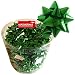 NARAMAKI Coccarde da Regalo - Colore Verde - Barattolo Fiocchi/Stelline Adesive (2,5cm) 100 pz (Verde)