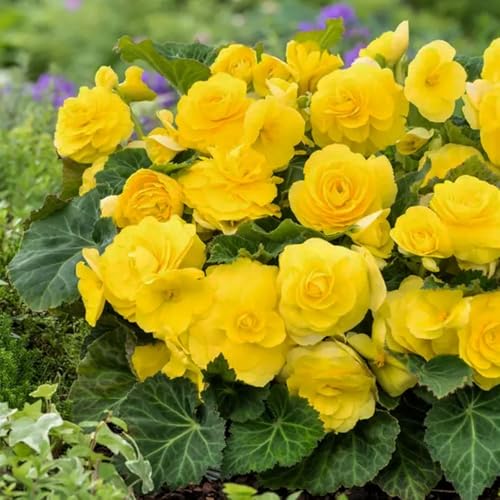 3 x Begonia Double Yellow – Large Sunny Flowers – Brings Sunshine to Your Landscape – Summer Flowering Bulbs – Perennials – for Your Beautiful Garden