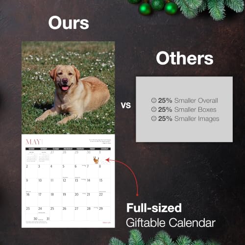 Image of MICASA PRESS Yellow Labs 2027 Wall Calendar 12 Month | 12 inch x 24 inch Open
