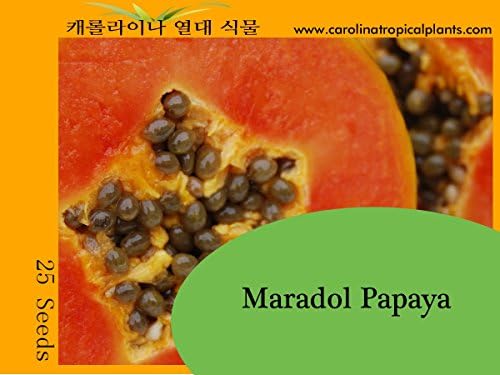 Maradol Papaya Seeds - 25 Seeds