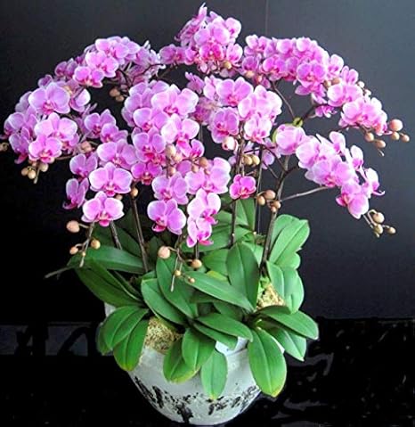 Amazon Co Jp 胡蝶蘭 ピンク系品種 10本立ち 白鉢 こちょうらん お花 絵画のあゆわら ホーム キッチン Amazon Co Jp 胡蝶蘭 ピンク系品種 10本立ち 白鉢 こちょうらん お花 絵画のあゆわら ホーム キッチン