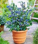 BALDUR Garten – BALDUR Garten 1x Topf-Heidelbeere Blaubeere, Pflanze im 1,5 