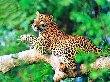 Zdklfm69 Pintar por Numeros Pintura por Números Pintura al óleo sobre Lienzo para Manualidades, decoración de Animales, Colorear por números, Arte Abstracto de Leopardo, Regalo Hecho a Mano 40x50cm