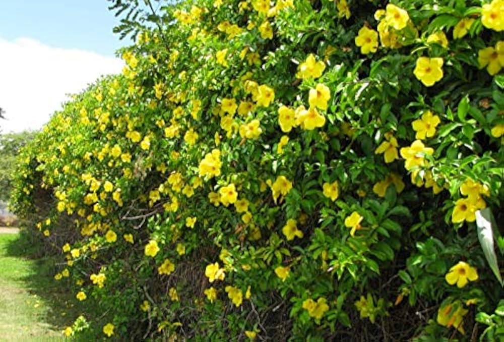 allamanda cathartica : Amazon.in: Garden & Outdoors