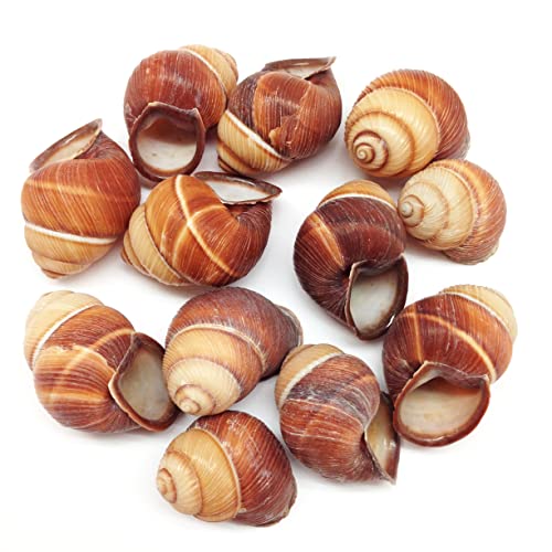PEPPERLONELY 12PC Furrowed Brown Landsnail Sea Shells Beach Decor & Crafts 1-1/2 Inch ~ 2 Inch