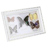 papillon naturalise achat pour les occasions spéciales : ce artisanal polyvalent convient à une gamme de célébrations, notamment la Saint-Valentin, Noël, les anniversaires, les mariages, la fête des mères et d'autres événements mémorables.