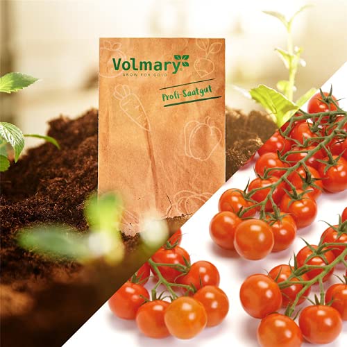 Cocktail-Tomate 'Manolo® Orange' F1 - Portion Samen (6 Korn) - Image 4