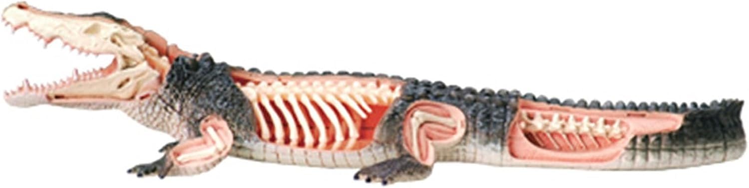 Model anatomii krokodyla 4D Vision, model narządów zwierzęcych, edukacyjny model szkieletu krokodyla, wyjmowane 26 części organów i części ciała, do badań na zwierzętach
