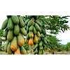 40 Papaya Seeds Carica Papaya