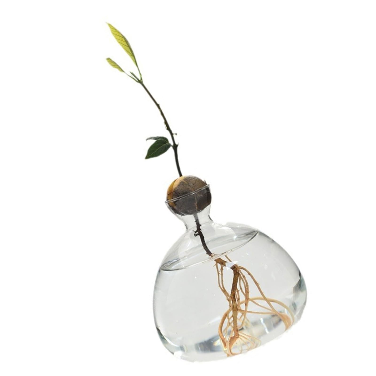 Vase de démarrage pour Avocat en Verre Transparent, récipient de Propagation hydroponique pour Fleurs, Cadeau pour la Maison et Le Bureau, décorations de Bureau