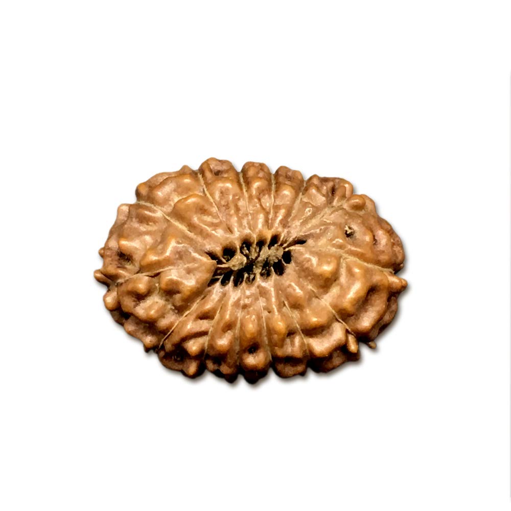 Graine Rudraksha Mukhi Indonésie 18 mm 20 mm certifié en lot de 14