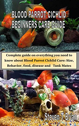 blood parrot cichlid care
