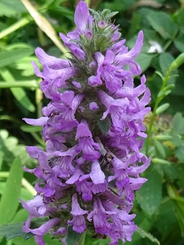 Sumpf-Ziest (Stachys palustris) - ca. 100 Samen