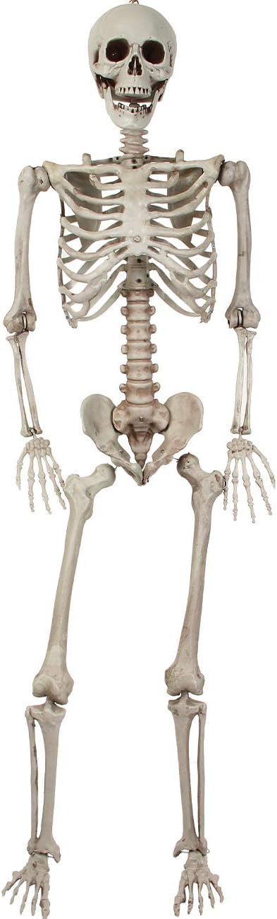 等身大165cm 全身骨格模型 骸骨 ハロウィン 飾り 店舗装飾 レプリカ 撮影 Amazon | ハロウィン 骸骨 飾り 165cm等身大 スケルトン 怖い お化け