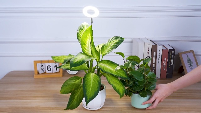 LEAF L POP CENTURY オーランドブルーム Amazon.com : LORDEM Plant Grow Light, Full Spectrum Halo Desk