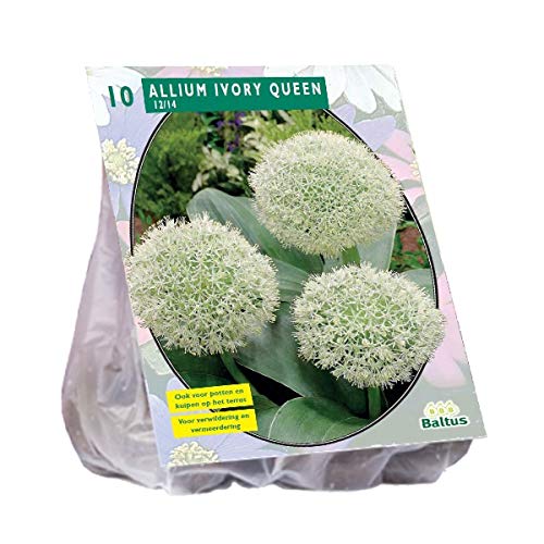 Preisvergleich Produktbild Allium Ivory Queen 10 Stück Blumenzwiebel