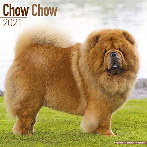 Télécharger Chow Chow 2021 Wall Calendar PDF