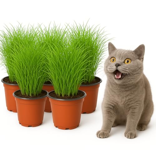 mgc24 Katzengras Cyperus zumula - Echtes Zyperngras im 12er Topf, fertig gewachsen ca. 20cm hoch - 5er Set