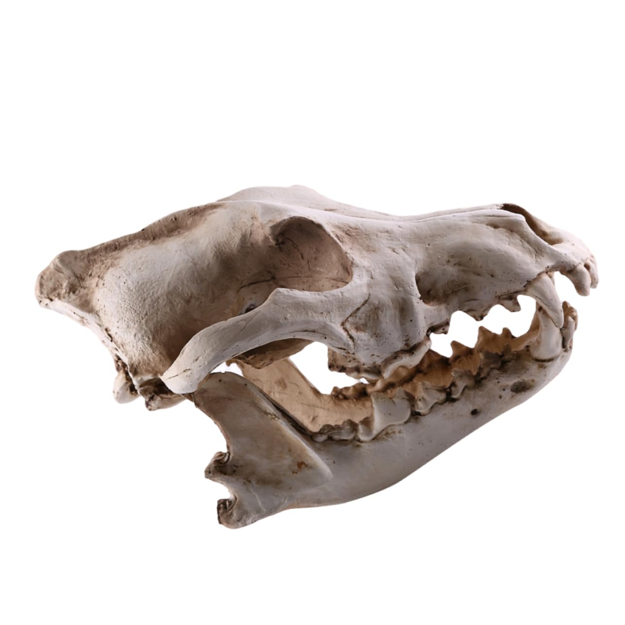 PRETYZOOM Bärenschädel 2st Schädelkopfmodell Aus Harz Home Decor Wohnungseinrichtung Ideas Geschenkeidee Hochstihl Skelett Figur Heim Tiere Wolf Replik Skelett Nachbildung Einer Skelettfigur